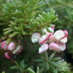 Grevillea Lanigera Mt Tamboritha -Australian Plants Online Sales mt tamboritha flowers