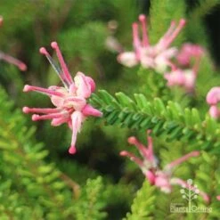 Grevillea Lanigera Mt Tamboritha -Australian Plants Online Sales mt tamboritha flowers open
