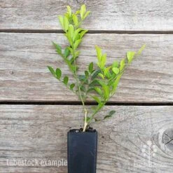 Murraya Sweet Privacy -Australian Plants Online Sales murraya sweet privacy 1