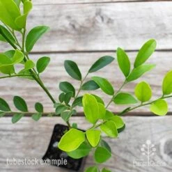 Murraya Sweet Privacy -Australian Plants Online Sales murraya sweet privacy 2