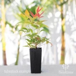 Nandina BLUSH­ -Australian Plants Online Sales nandina blush tube