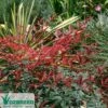 Nandina FLIRT -Australian Plants Online Sales nandina flirt foliage