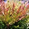 Nandina Gulf Stream