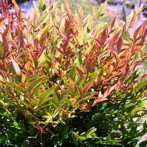 Nandina Gulf Stream 3 Nandina Gulf Stream