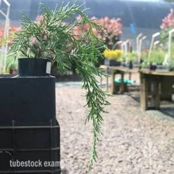 Cupressocyparis Naylors Blue - Leyland Cypress -Australian Plants Online Sales naylors blue tubestock