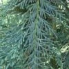 Cupressocyparis Naylors Blue - Leyland Cypress -Australian Plants Online Sales naylors blue flickr mark bolin 500 1