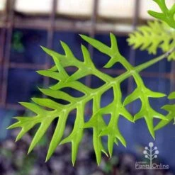 Grevillea Ned Kelly -Australian Plants Online Sales ned kelly img 8560