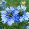 Nigella Miss Jekyll - Love In A Mist - Seed -Australian Plants Online Sales nigella closeup 500 1 1