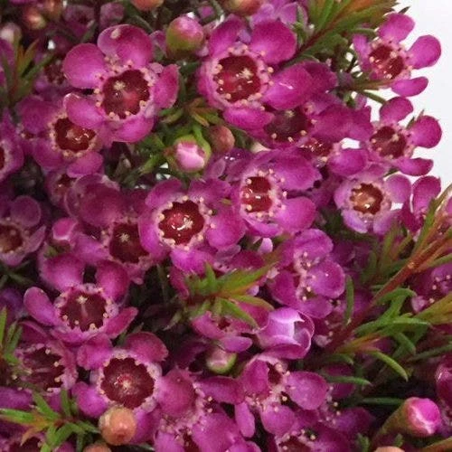 Chamelaucium Nina's Delight - Waxflower 5 Chamelaucium Nina's Delight - Waxflower - Image 3