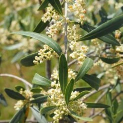 Olive Helena 10 Olive Helena -Australian Plants Online Sales olive blossom stem 3