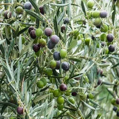 Olive Kalamata 4 Olive Kalamata - Image 2