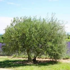 Olive Kalamata 11 Olive Kalamata -Australian Plants Online Sales olive tree landscape 500 2