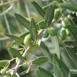 Olive Manzanillo -Australian Plants Online Sales olive tree 500 1