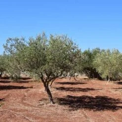 Olive Manzanillo -Australian Plants Online Sales olive trees field 500 1