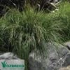 Lomandra Tanika