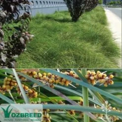 Lomandra Tanika -Australian Plants Online Sales ozbreed tanika montage