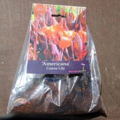 Canna Americana - 1 Bulb 11 Canna Americana - 1 Bulb -Australian Plants Online Sales pack canna americana