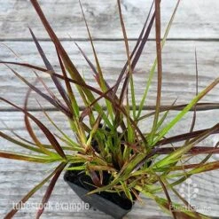 Pennisetum - Dwarf Purple Fountain Grass -Australian Plants Online Sales pennisetum rubrum dwarf leaf 1