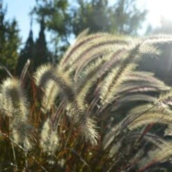 Pennisetum Alopecuroides - Swamp Fountain Grass -Australian Plants Online Sales pennisetum swamp grass
