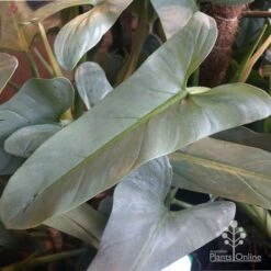 Philodendron Silver Sword -Australian Plants Online Sales philo silver sword mature leaf