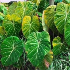 Philodendron Gloriosum - Velvet Philodendron -Australian Plants Online Sales philodendron gloriosum plants bright