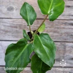 Philodendron Imbe -Australian Plants Online Sales philodendron imbe 1