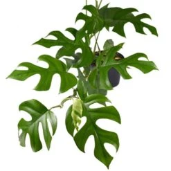 Philodendron Minima - Mini Monstera -Australian Plants Online Sales philodendron minima