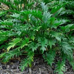 Philodendron Xanadu 16 Philodendron Xanadu -Australian Plants Online Sales philodendron xanadu 500