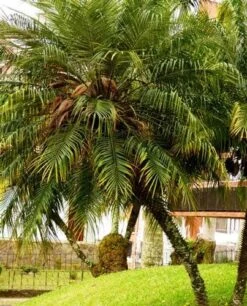 Phoenix Roebelenii - Dwarf Date Palm -Australian Plants Online Sales phoenix roebelenii palm 500 1
