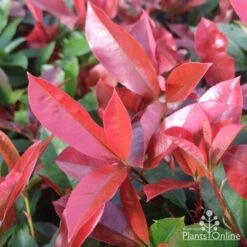 Photinia Burgundy Beauty