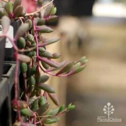 Othonna Ruby Necklace - Little Pickles - Succulent -Australian Plants Online Sales pickles othonna