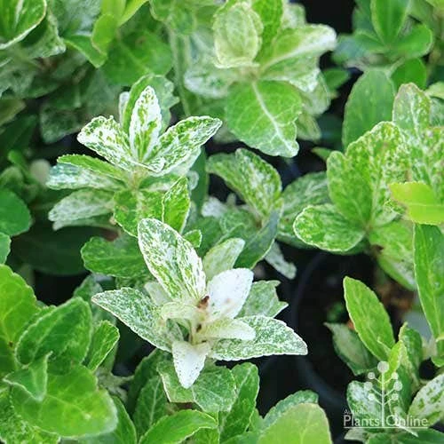 Euonymus Pierrolino - Variegated Spindle 5 Euonymus Pierrolino - Variegated Spindle - Image 3