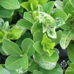 Euonymus Pierrolino - Variegated Spindle 23 Euonymus Pierrolino - Variegated Spindle -Australian Plants Online Sales pierrolino leaf markings
