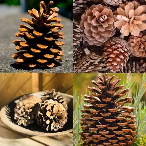 Pine Cones - Pack Of 4 3 Pine Cones - Pack Of 4 - Image 2
