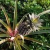 Pineapple Pure Gold -Australian Plants Online Sales pineapple on stalk