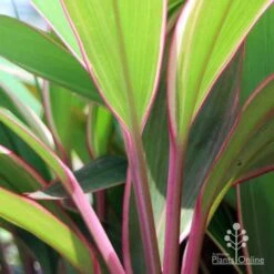 Cordyline Fruticosa Pink Diamond -Australian Plants Online Sales pink diamond stem