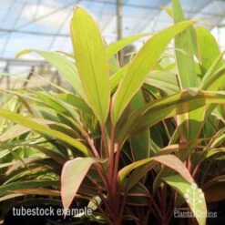 Cordyline Fruticosa Pink Diamond -Australian Plants Online Sales pink diamond tubestock