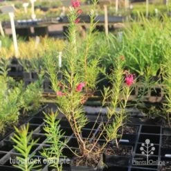 Grevillea Pink Pearl -Australian Plants Online Sales pink pearl tubestock grevillea 1
