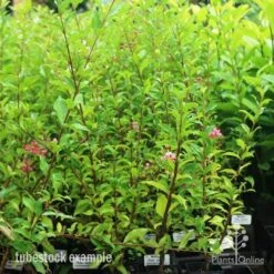 Malpighia Pixie - Acerola -Australian Plants Online Sales pixie tubestock in bud