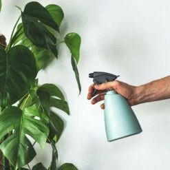 Monstera Deliciosa - Fruit Salad Plant, Swiss Cheese 17 Monstera Deliciosa - Fruit Salad Plant, Swiss Cheese -Australian Plants Online Sales plant misting