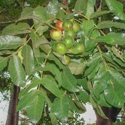 Burdekin Plum - Pleiogynium -Australian Plants Online Sales pleiogynium timoriense burdekin plum tree