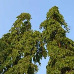 Mast Tree - Polyalthia 12 Mast Tree - Polyalthia -Australian Plants Online Sales polyalthia longifolia