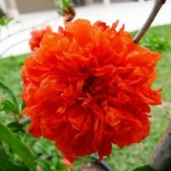 Pomegranate Double Orange