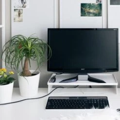 Beaucarnea - Ponytail Palm -Australian Plants Online Sales ponytail home office