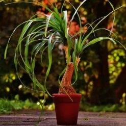 Beaucarnea - Ponytail Palm -Australian Plants Online Sales ponytail potted 2