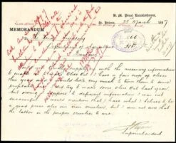 Olive Helena 9 Olive Helena -Australian Plants Online Sales postcard from st helena superintendent 500 2