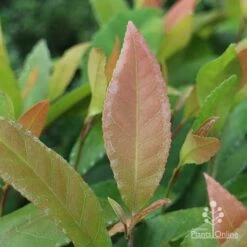 Elaeocarpus Prima Donna - Blueberry Ash 21 Elaeocarpus Prima Donna - Blueberry Ash -Australian Plants Online Sales prima donna leaf