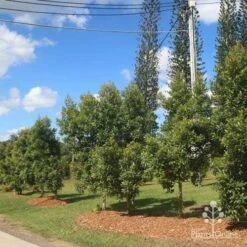 Elaeocarpus Prima Donna - Blueberry Ash 18 Elaeocarpus Prima Donna - Blueberry Ash -Australian Plants Online Sales prima donna nursery drive
