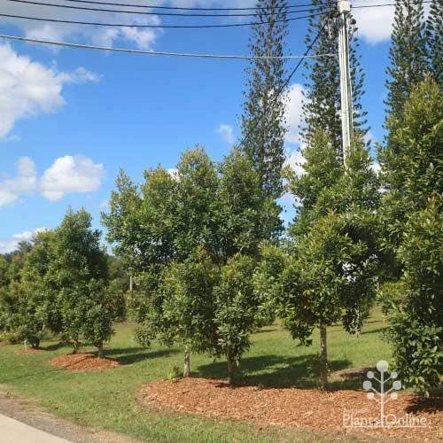 Elaeocarpus Prima Donna - Blueberry Ash 8 Elaeocarpus Prima Donna - Blueberry Ash - Image 6