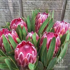 Protea Pink Ice -Australian Plants Online Sales protea pink ice